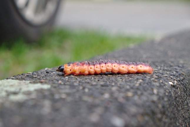 Caterpillar moving