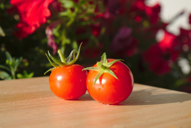 Eigene Tomaten